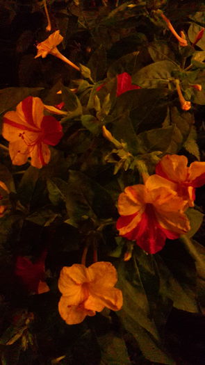 20150809_213446 - August 2015