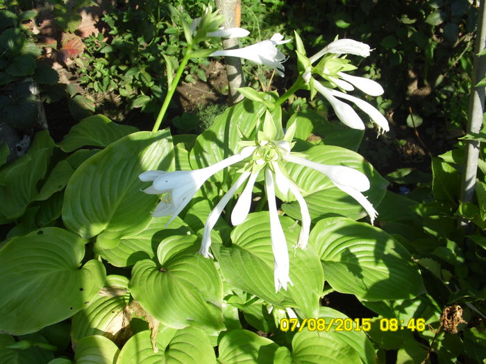 HOSTA - AUGUST 2O15