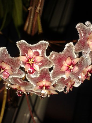 20150809_205357 - pubicalyx silver pink