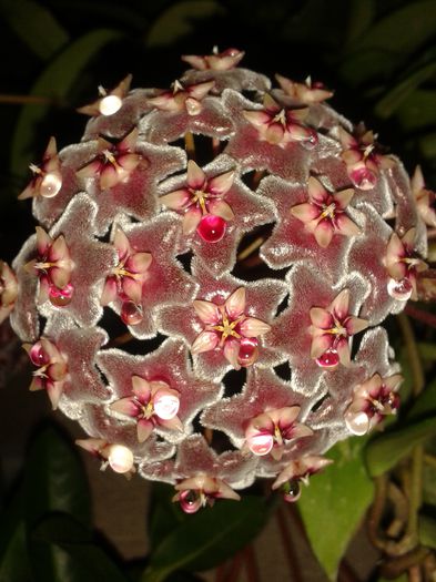 20150809_205344 - pubicalyx silver pink
