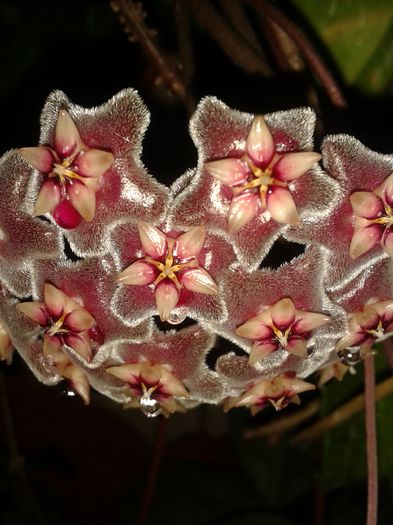 20150809_205336 - pubicalyx silver pink