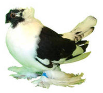 Jucator de Bucovina 1