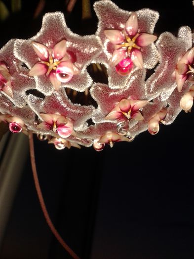 20150809_205315 - pubicalyx silver pink