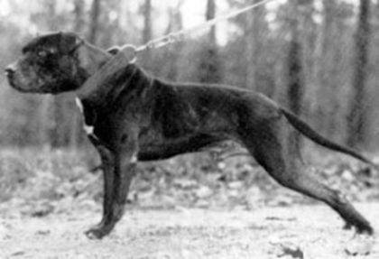 Chinaman; the best Eli/Carver cross of all times CH Chinaman ROM was killer in his days and one of the best dogs of all times and the sire of the top ROM dog Garner&#039;s Frisco ROM...
