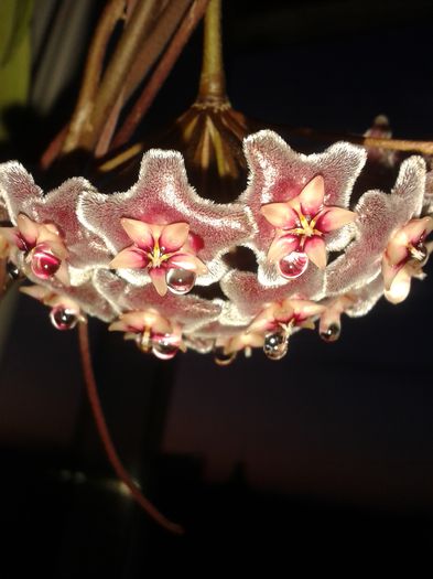 20150809_205323 - pubicalyx silver pink