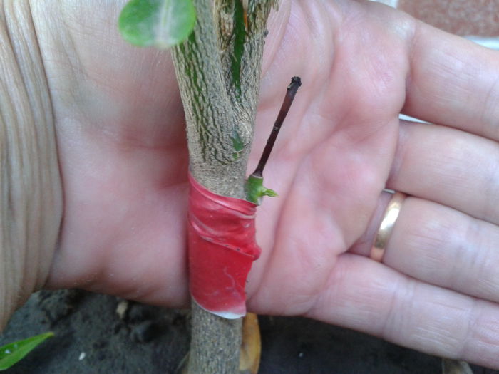 2015-07-14 17.13.45 - Altoiri-2015