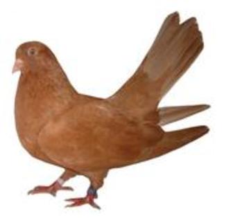 Jucator Roller de Lugoj - Rase de Porumbei