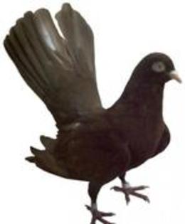 Jucator Roller de Timisoara - Rase de Porumbei