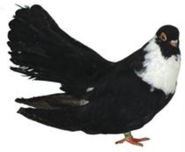 Negru Trenat de Bucuresti