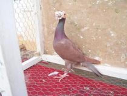 Porumbei rasa Carier