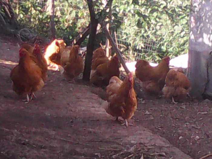 CameraZOOM-20150809174806684 - Tineret Orpington 2015