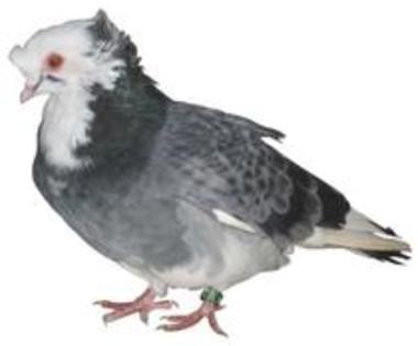 Porumbel Urias de Salonta - Rase de Porumbei
