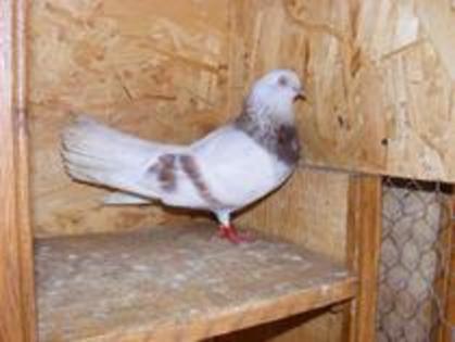 Zburator Bujor Romanesc