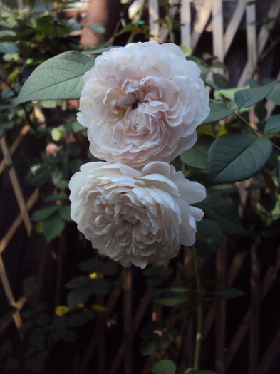 DSC03374