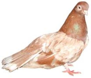 Zburator Dungat (gagiu) Romanesc