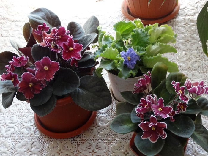 DSC03543 - Plante in ghiveci 2015