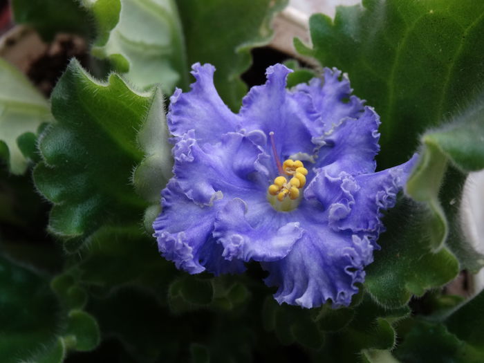 DSC03551 - Plante in ghiveci 2015