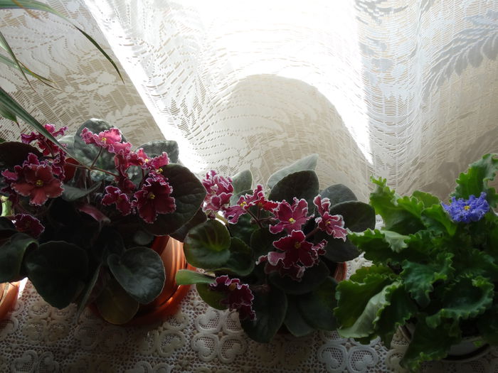 DSC03553 - Plante in ghiveci 2015