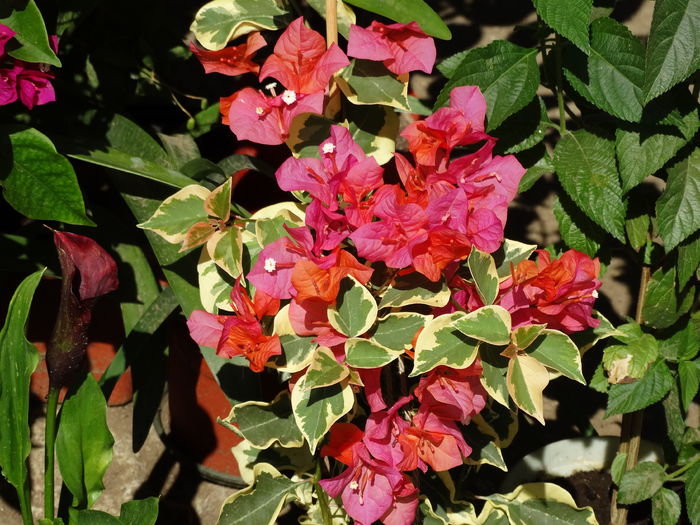 DSC03432
