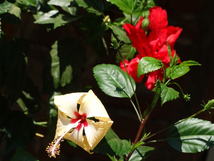 DSC03426