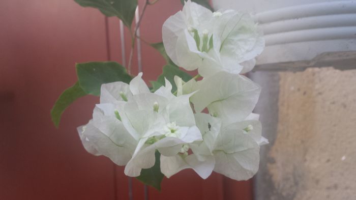 20150809_194704 - Buga