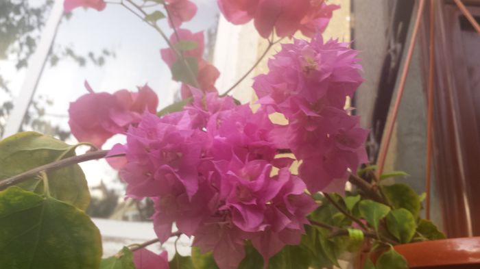 20150809_194640 - Buga
