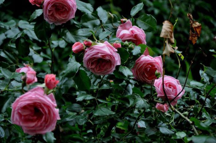 Soapte de parfum (568) - AM LASAT TRANDAFIRII SA SPUNA POVESTI 3