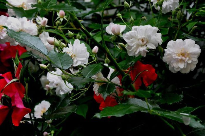 Soapte de parfum (569) - AM LASAT TRANDAFIRII SA SPUNA POVESTI 3