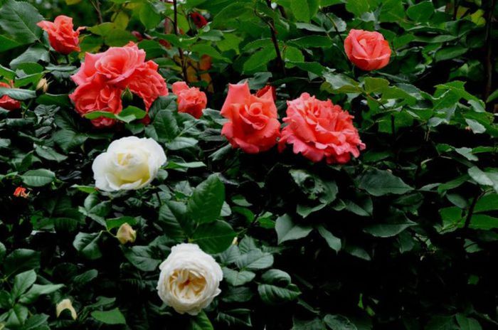 Soapte de parfum (570) - AM LASAT TRANDAFIRII SA SPUNA POVESTI 3