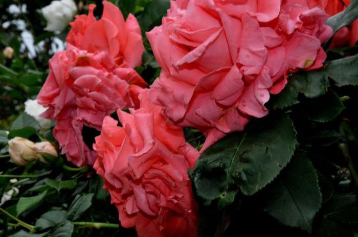 Soapte de parfum (573) - AM LASAT TRANDAFIRII SA SPUNA POVESTI 3