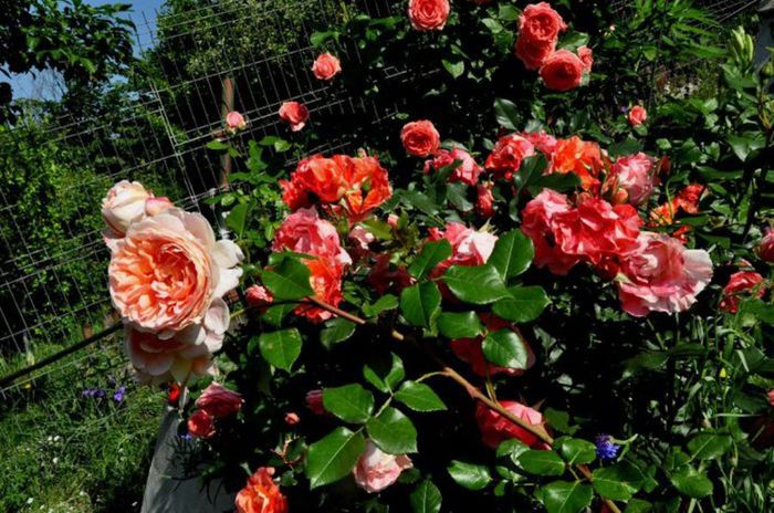 Soapte de parfum (575) - AM LASAT TRANDAFIRII SA SPUNA POVESTI 3
