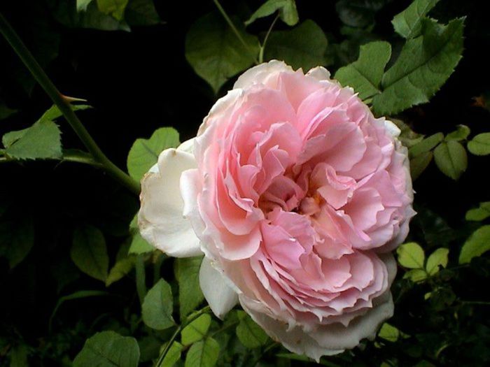 Soapte de parfum (587) - AM LASAT TRANDAFIRII SA SPUNA POVESTI 3