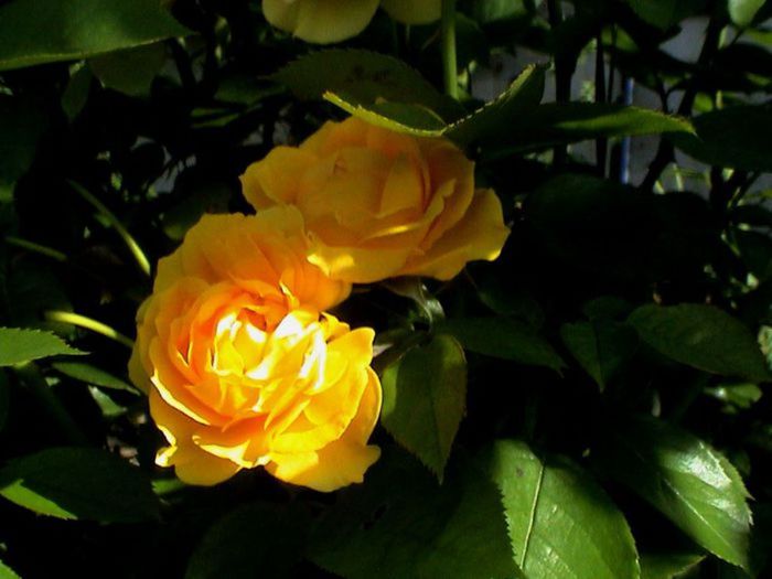 Soapte de parfum (588) - AM LASAT TRANDAFIRII SA SPUNA POVESTI 3