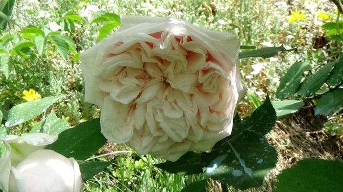 Soapte de parfum (590) - AM LASAT TRANDAFIRII SA SPUNA POVESTI 3