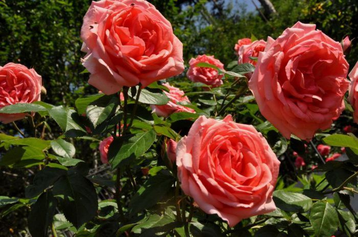 Soapte de parfum (601) - AM LASAT TRANDAFIRII SA SPUNA POVESTI 3