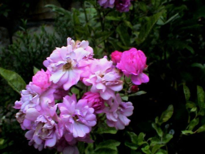 Soapte de parfum (604)