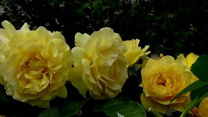 Soapte de parfum (605)