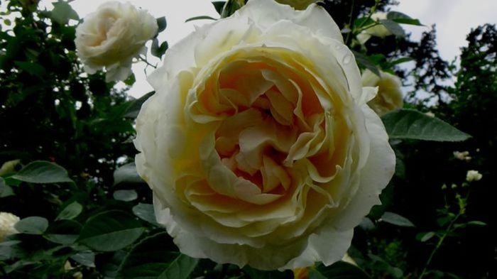Soapte de parfum (608)