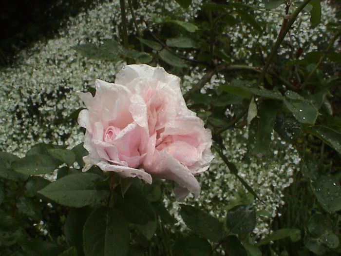 Soapte de parfum (625) - AM LASAT TRANDAFIRII SA SPUNA POVESTI 3