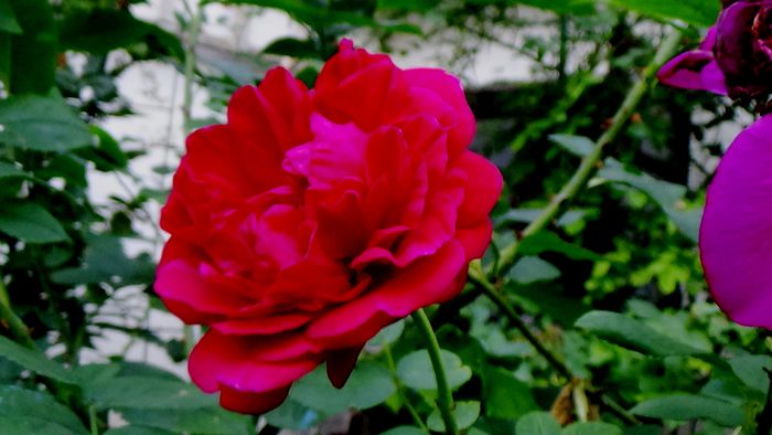 Azi, 10 august (28)