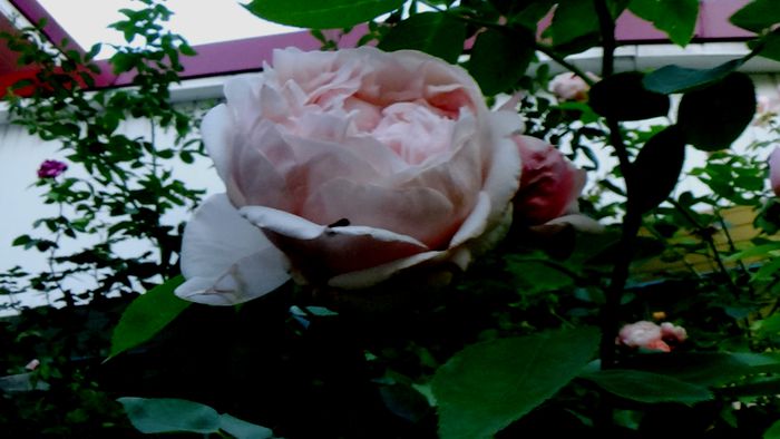 Azi, 10 august (29)
