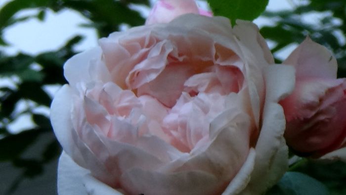 Azi, 10 august (44)