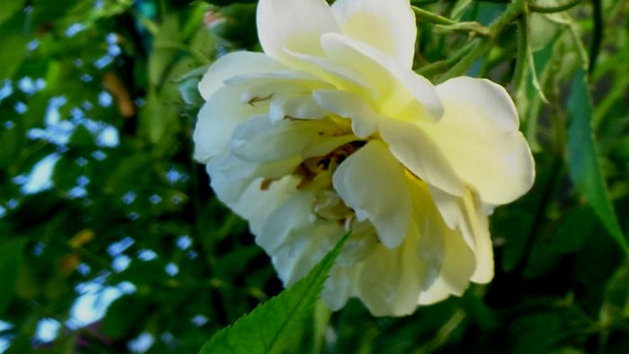Azi, 10 august (46)