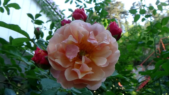 Azi, 10 august (63)