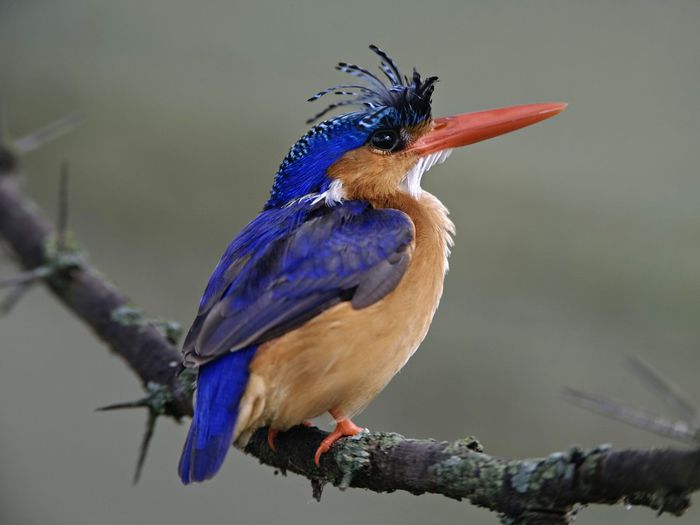 wallpapers_pasari_pasare-cantatoare