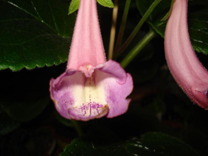 DSC02756 - FLORI 2015