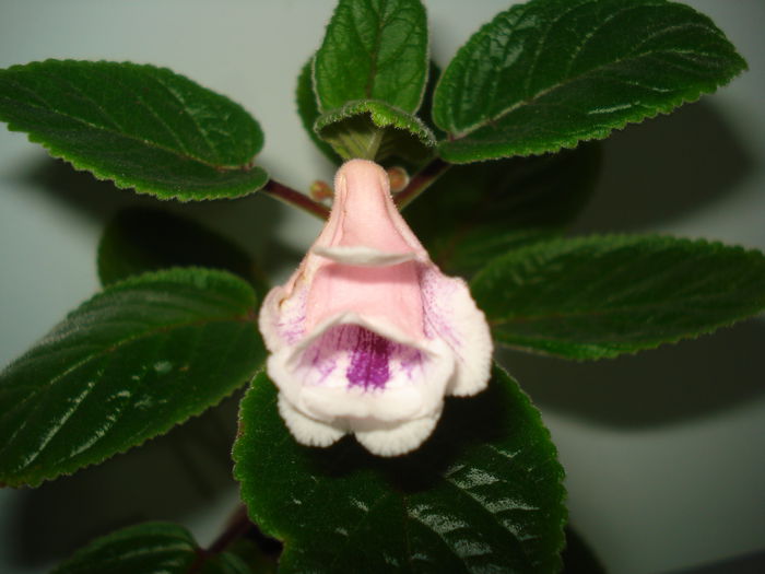DSC02979 - FLORI 2015