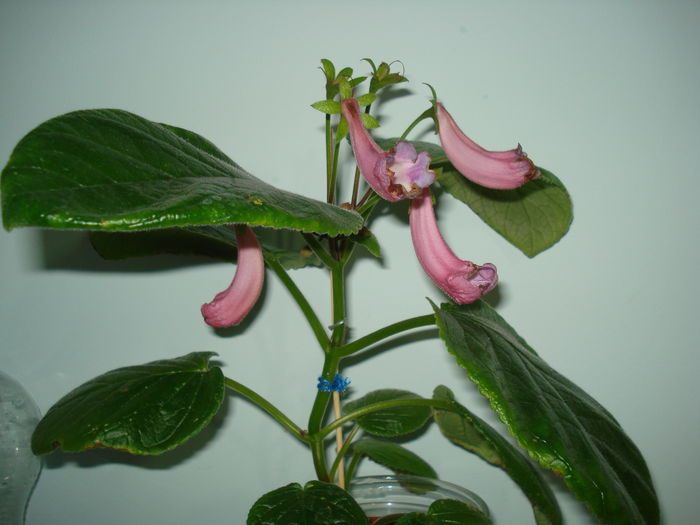 DSC02987 - FLORI 2015