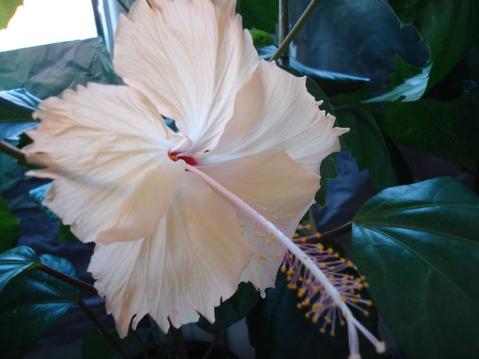DSC02687 - FLORI 2015