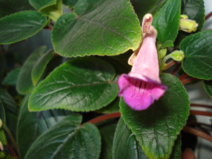 DSC02724 - FLORI 2015